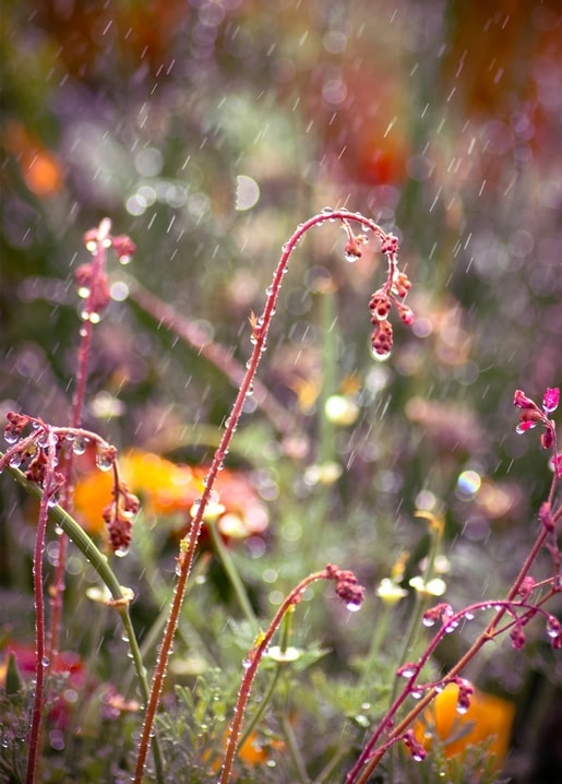 Листівка Літнє натхнення / Видавничий дім "Золота Птаха"