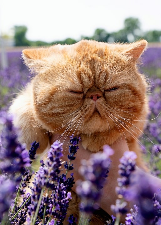 Листівка Літнє натхнення / Видавничий дім "Золота Птаха"