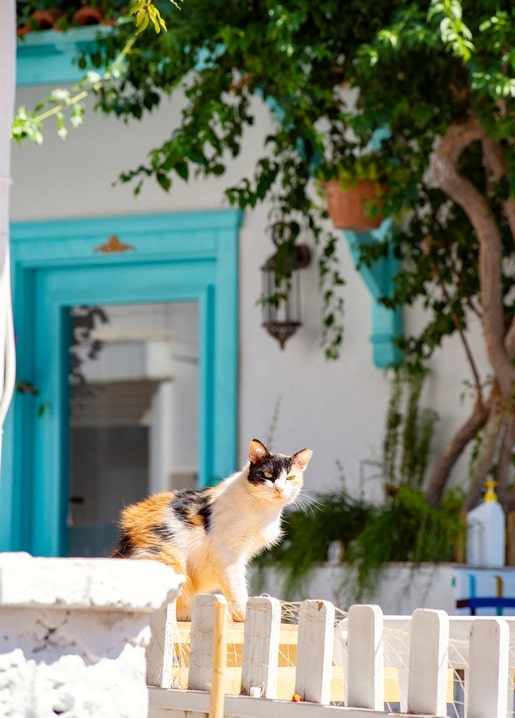 Листівка Літнє натхнення / Видавничий дім "Золота Птаха"