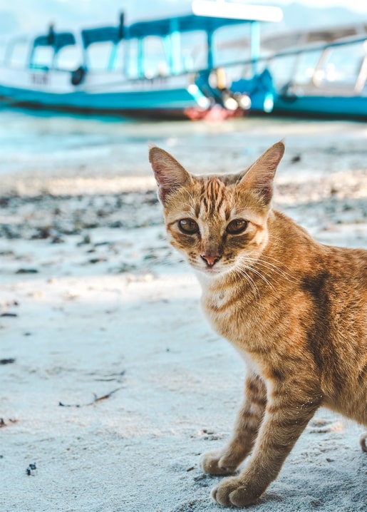 Листівка Літнє натхнення / Видавничий дім "Золота Птаха"