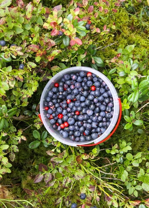Листівка Літнє натхнення / Видавничий дім "Золота Птаха"