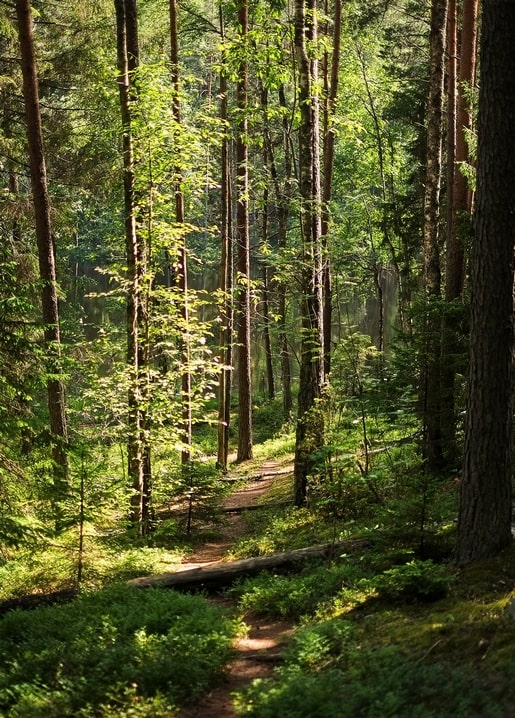 Листівка Літнє натхнення / Видавничий дім "Золота Птаха"