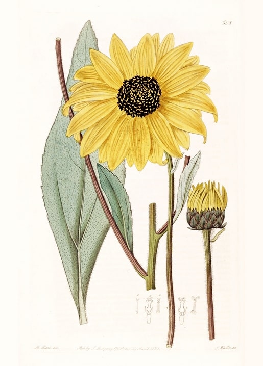 Botanical illustration of a sunflower with leaves, stem, and bud