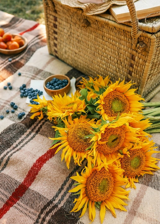 Picknickkorb mit Buch und Sonnenblumenstrauß samt Heidelbeeren auf einer karierten Wolldecke