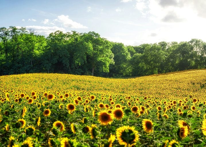 Field of sunflowers stretching toward a forest edge under a summer sky