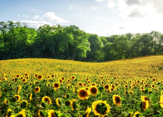 Field of sunflowers stretching toward a forest edge under a summer sky