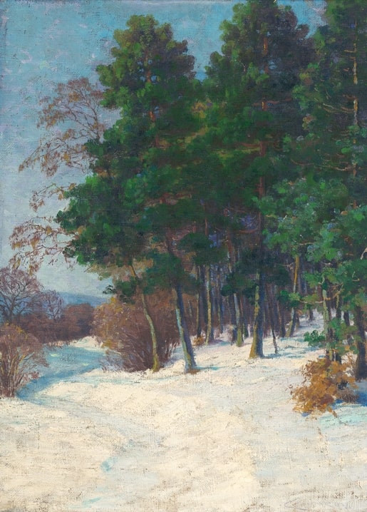 Sunlit snowy forest edge with pines and a bare birch tree by Ludovít Cordak