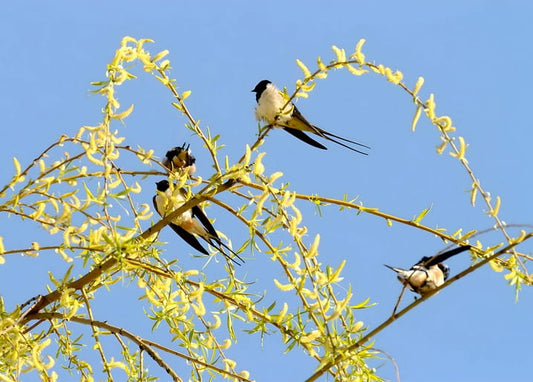 Four swallows perched on a blossoming willow branch against blue sky