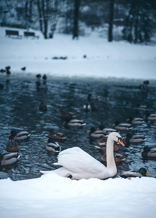 White swan swimming among mallard ducks on a snow-rimmed winter lake