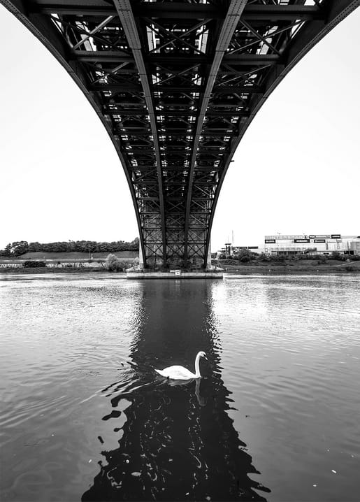 Schwarzweißfoto eines Schwans unter einer Stahlbrücke