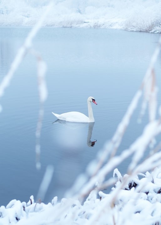 A white swan swimming on a calm winter lake surrounded by frost-covered reeds