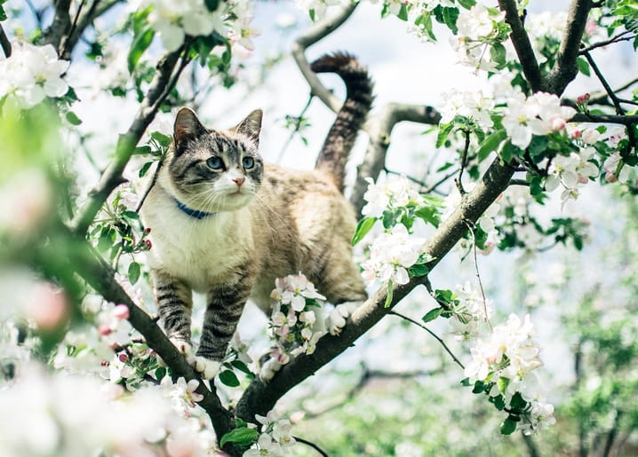 Tabby cat with blue collar standing among white apple blossom branches