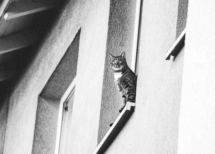 Tabby cat perched on a narrow balcony ledge looking back over its shoulder