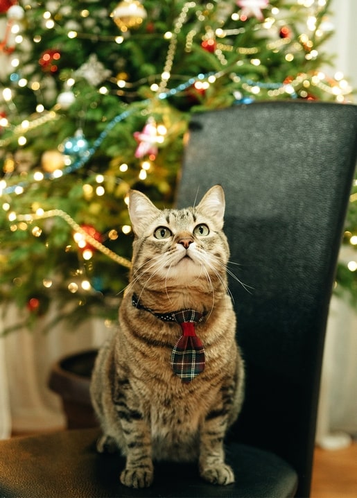 Tabby cat in a plaid bow tie sitting on a chair beside a lit Christmas tree