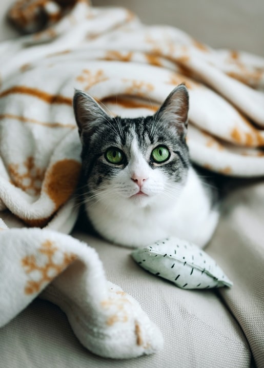 Tabby-and-white cat with green eyes peeking out of a cream and rust patterned blanket