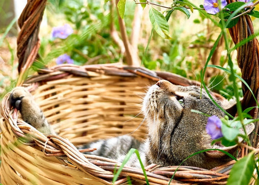 Tabby cat lying in a wicker basket surrounded by purple garden flowers