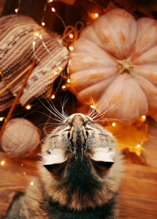 Getigerte Katze schnuppert an blassem Kürbis, umgeben von Lichterkette und Strickhandschuhen