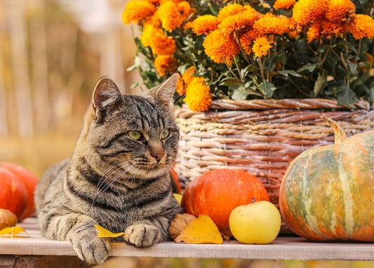 Getigerte Katze liegt auf einem Holztisch neben Kürbissen und einem Korb mit orangen Chrysanthemen