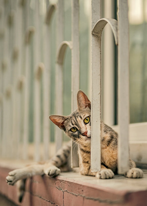 Tabby cat peeking through white balcony railings on a wooden windowsill
