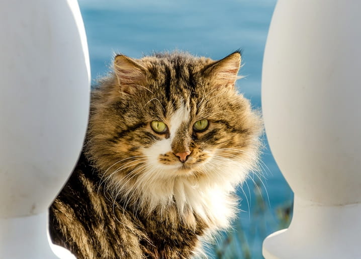 Langhaarige getigerte Katze blickt zwischen weißen Balustern vor blauem Meer