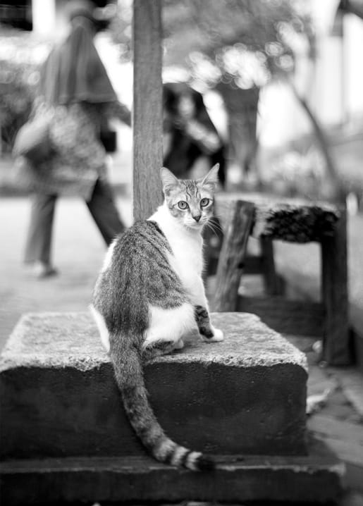 Schwarzweißfoto einer getigerten Katze auf einer Steinmauer in einer Straße