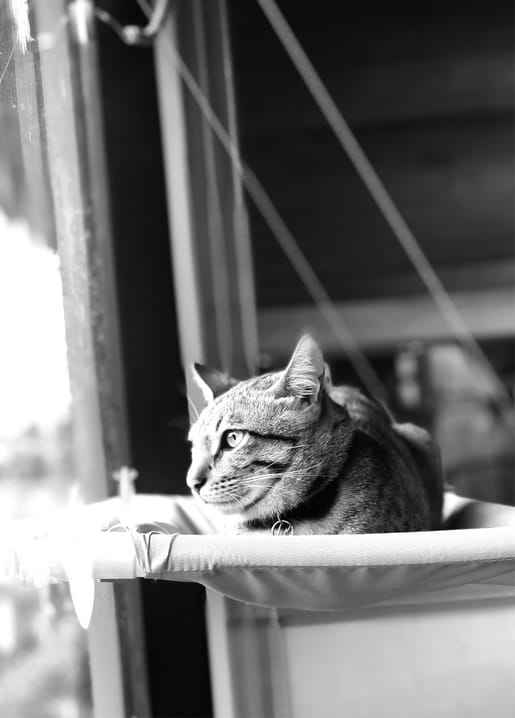 Schwarzweißfoto einer getigerten Katze auf einer Fensterliege