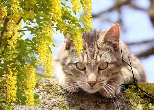 Tabby cat crouching on a mossy rock beneath cascading yellow blossom branches
