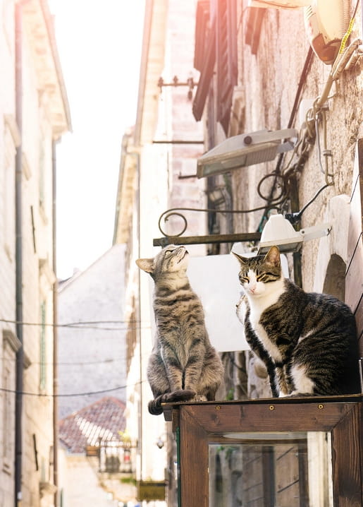 Zwei getigerte Katzen auf einem Holzbalkon über einer sonnigen Altstadtgasse
