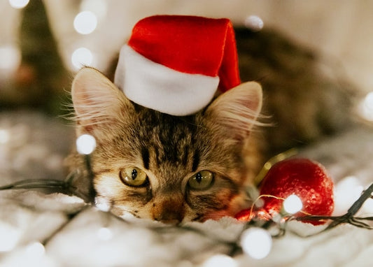 Tabby kitten in a red Santa hat surrounded by fairy lights