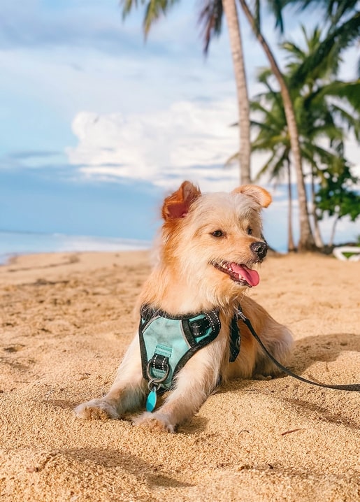 Shaggy terrier dog lying on sandy beach with palm trees behind