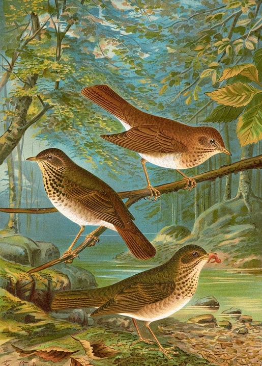 Three thrush species perched by a forest stream, one holding a worm, vintage bird illustration