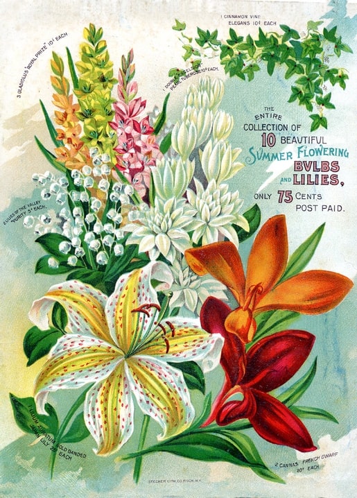 Stecher Litho seed catalog cover with gladiolus, tiger lily, lily of the valley, and orange orchid-like blooms.
