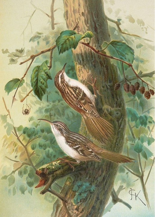 Two Eurasian treecreepers climbing a birch trunk with a spider dangling nearby, vintage illustration.