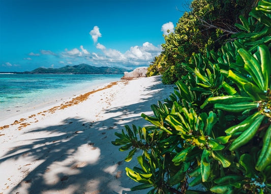 Turquoise ocean and white sand beach lined with green tropical shrubs