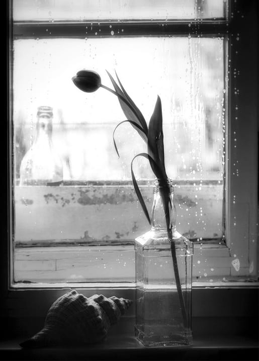 Schwarzweißfoto einer Tulpe in einer Flaschenvase und einer Muschel auf regennasser Fensterbank