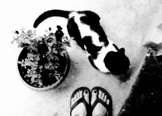 Black-and-white tuxedo cat sniffing potted flowers next to a pair of flip-flops