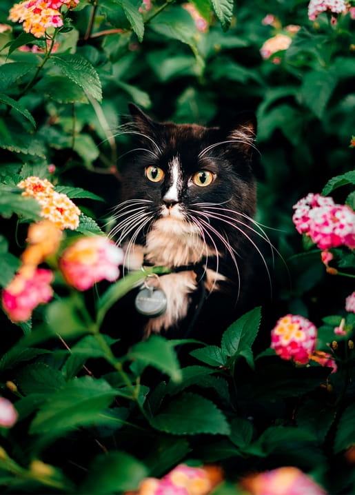 Tuxedo cat with green eyes peers through pink and orange lantana blossoms