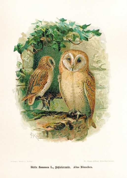 Vintage illustration of two barn owls perched among ivy leaves, signed by illustrator Keulemans