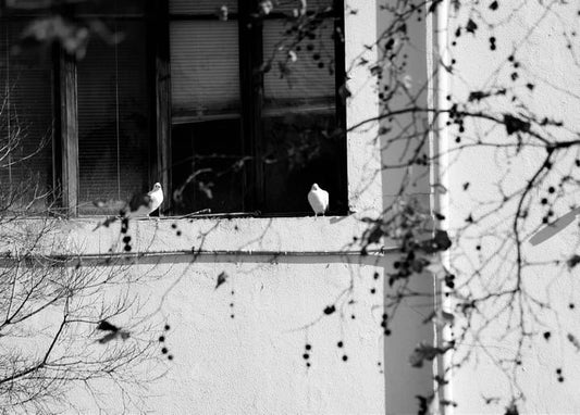 Two white doves perched on a windowsill among bare winter branches, black-and-white photo.