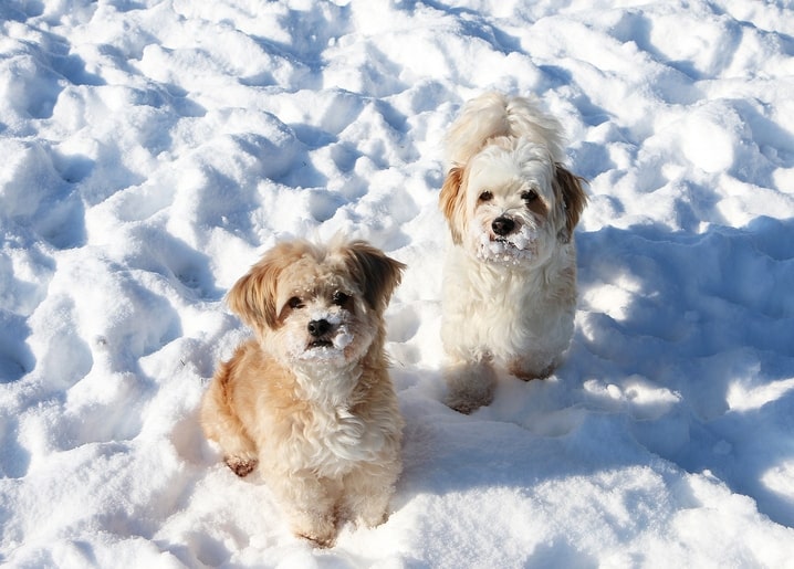 Two fluffy dogs sitting in snow, snow dusted on their muzzles