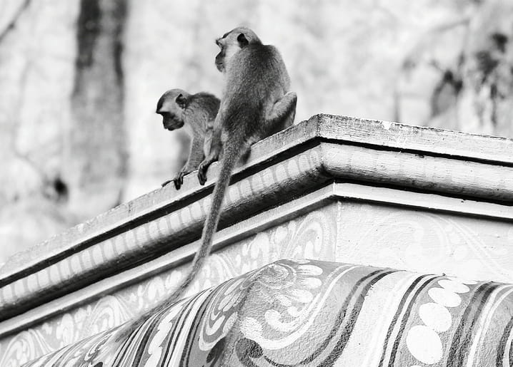 Two long-tailed monkeys sitting on an ornately carved rooftop cornice