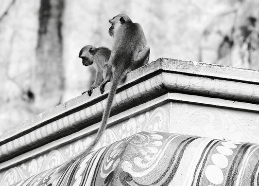 Two long-tailed monkeys sitting on an ornately carved rooftop cornice