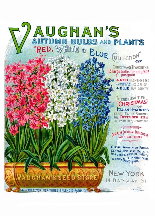 1890s Vaughan's Seed Store catalog cover with pink, white and blue hyacinths in a gilded urn