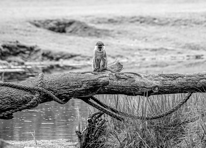 Grünmeerkatze sitzt auf einem mit Seilen gebundenen Baumstamm über einem Fluss, Schwarzweißfoto.
