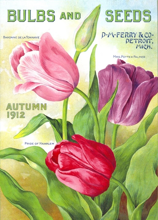 Vintage 1912 seed catalog cover with three tulips in pink, purple and red