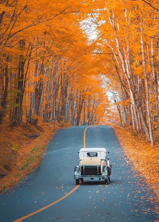 Oldtimer fährt eine Waldstraße entlang, die mit leuchtend orangefarbenem Herbstlaub bedeckt ist