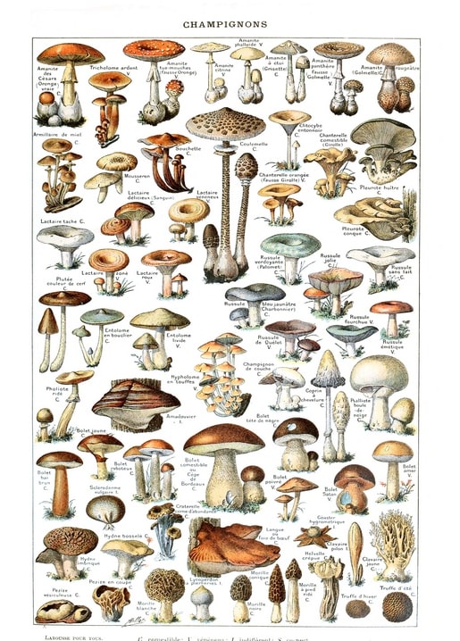 Vintage French illustrated mushroom chart, hand-labeled in the style of a naturalist's field guide