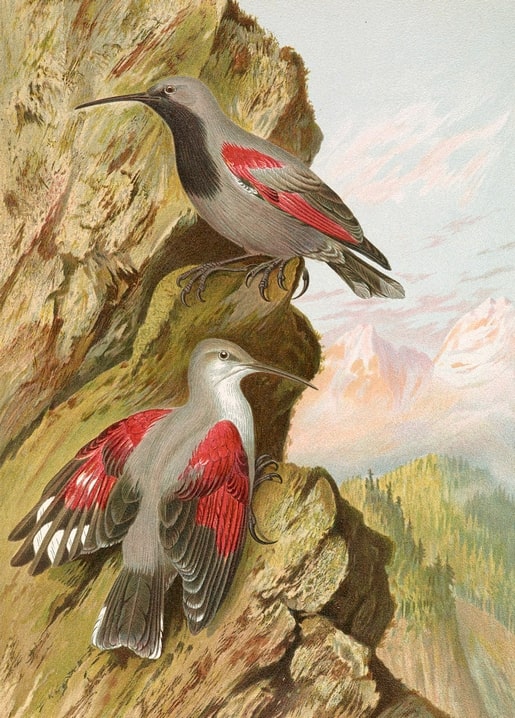 Wallcreeper with crimson wings spread on a rocky alpine cliff, vintage bird illustration