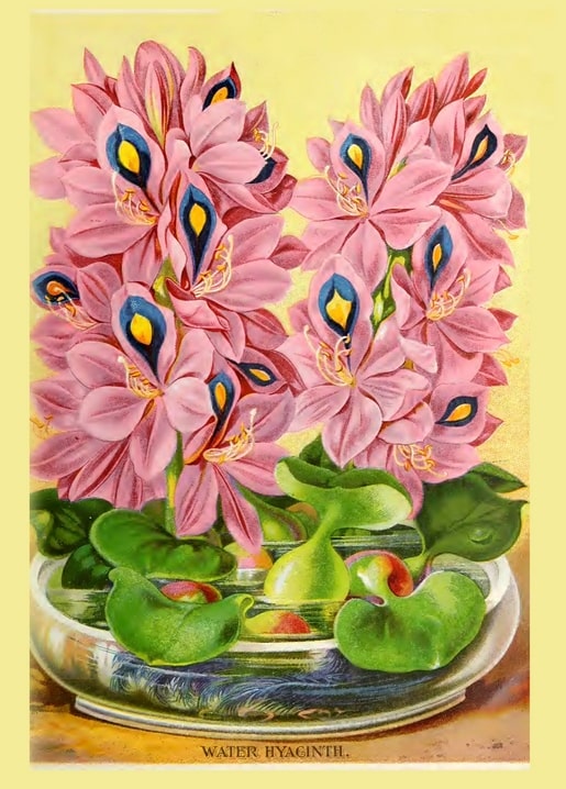 Vintage botanical postcard of pink water hyacinth flowers floating in a glass bowl
