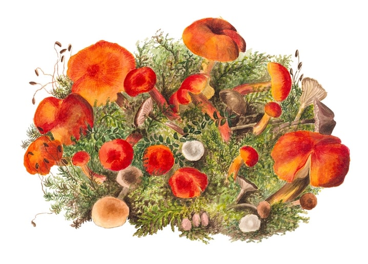 Watercolor illustration of red-capped toadstool mushrooms growing in green moss